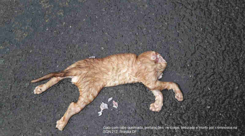 Gatos são encontrados mortos e com sinais de tortura após festa na Asa Norte, em Brasília, DF