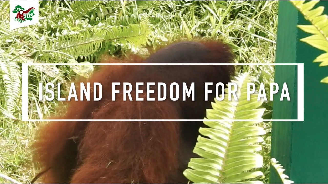 Depois de passar 23 anos em um cercado isolado, orangotango finalmente pode brincar com outros de sua espécie