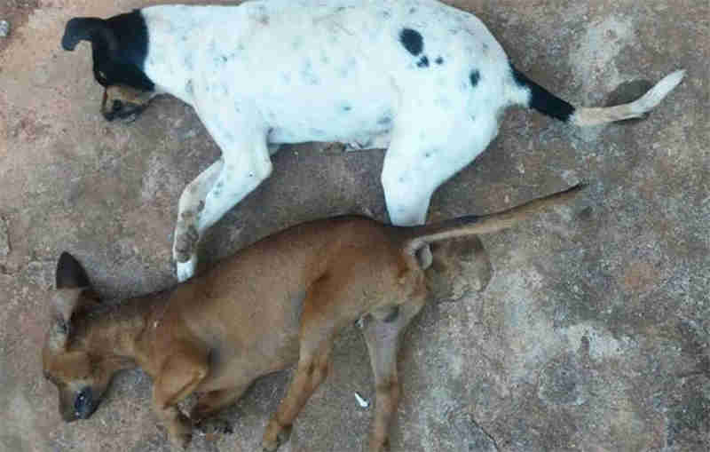 Mais dois cachorros são encontrados mortos na manhã desta quinta-feira em Rio Paranaíba, MG