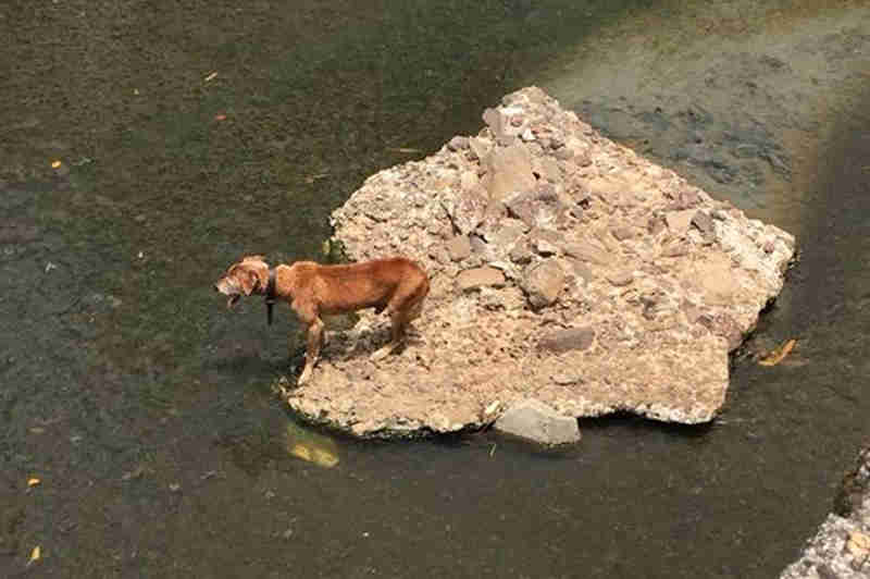 Vídeo: Bombeiros resgatam cachorro em sanga no Bairro Avenida, em Santa Cruz do Sul, RS