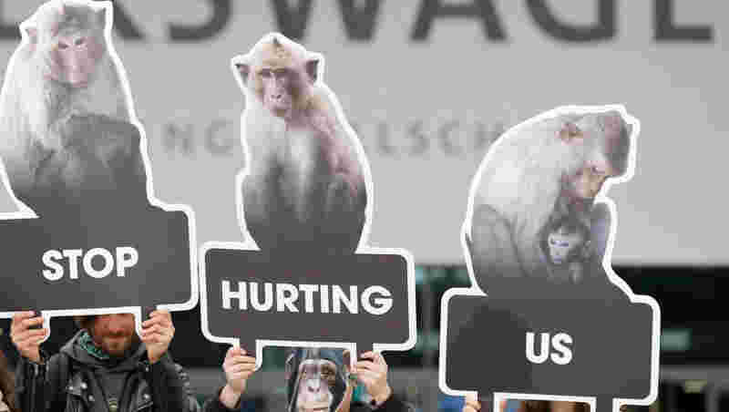 Parlamento Europeu pede fim de testes de cosméticos em animais no mundo