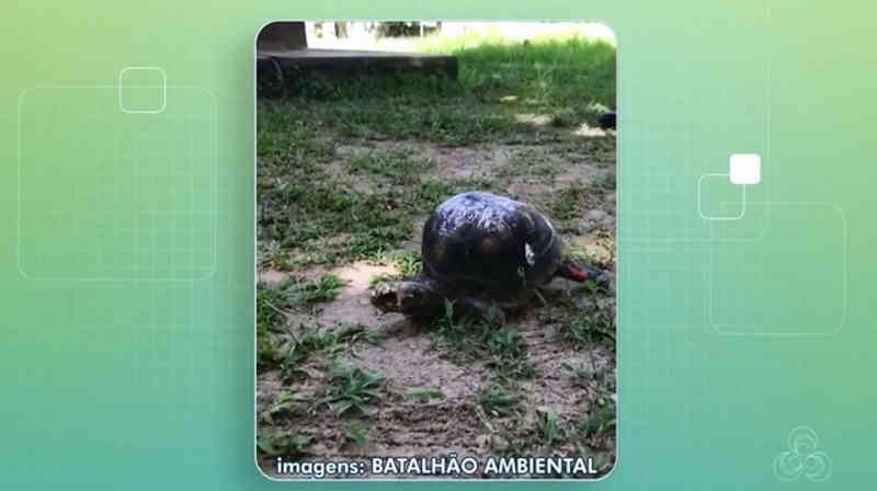 Jabuti com anomalia no casco e deficiente nas patas é resgatado em Macapá; vídeo