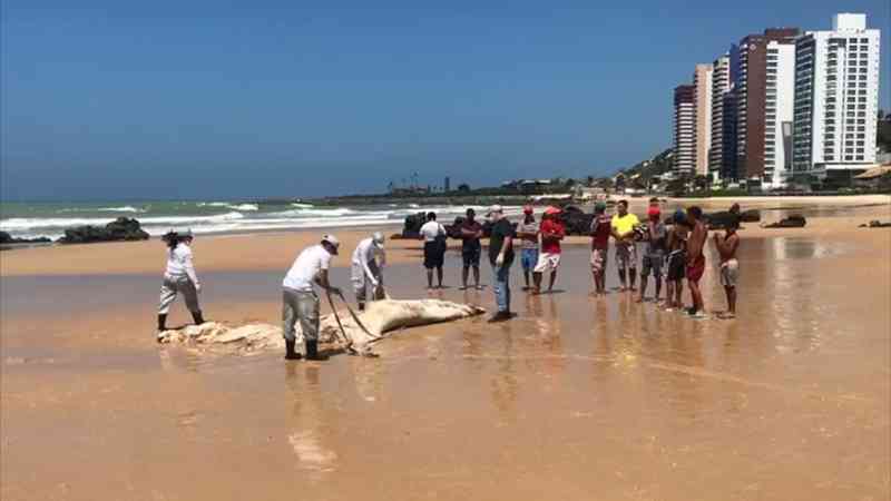 Filhote de baleia jubarte morto foi achado por banhistas em praia de Natal (Foto: Kleber Teixeira/Inter TV Cabugi)