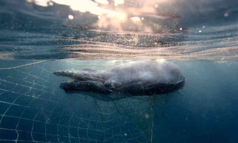 Imagens flagram filhote de baleia preso em rede para conter tubarões na Austrália