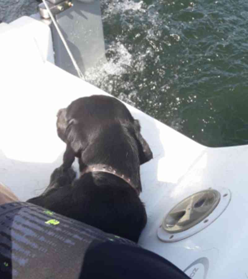 Cão é encontrado se afogando na Baía de Guanabara