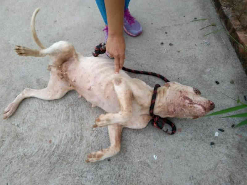 Cães vítimas de maus-tratos são resgatados de residência no Douradinho, em São Carlos, SP