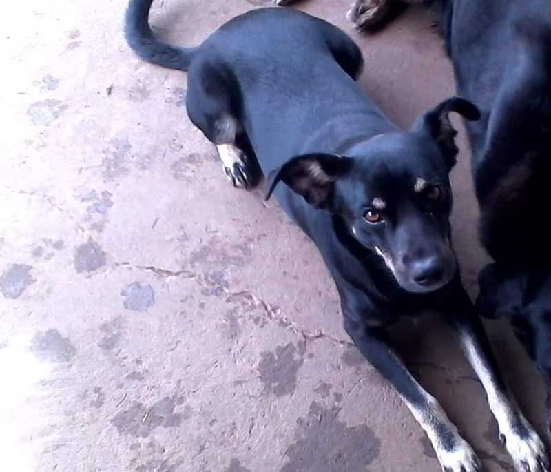 Cão é morto por ‘chumbinho’ em Ponta Grossa, PR