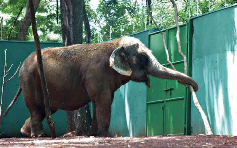 Elefanta do zoológico de Ribeirão Preto (SP) pode ser transferida para santuário