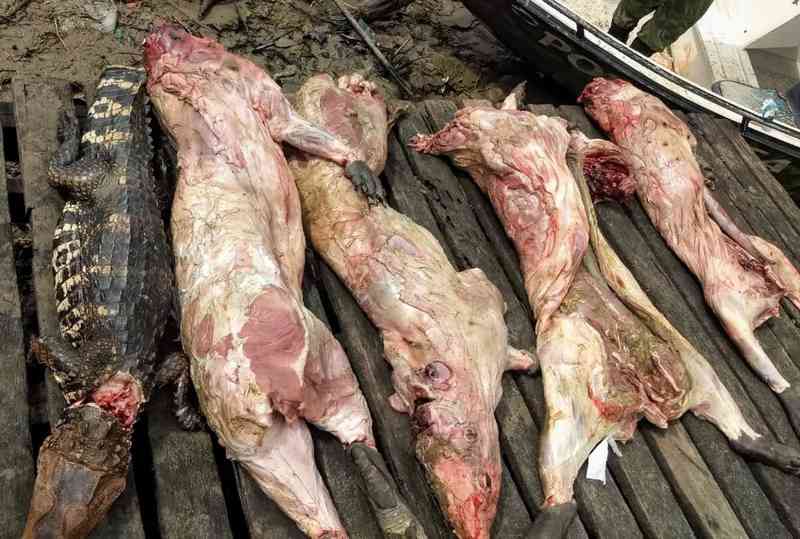 Polícia apreende 200 quilos de carne de animal silvestre em arquipélago do AP