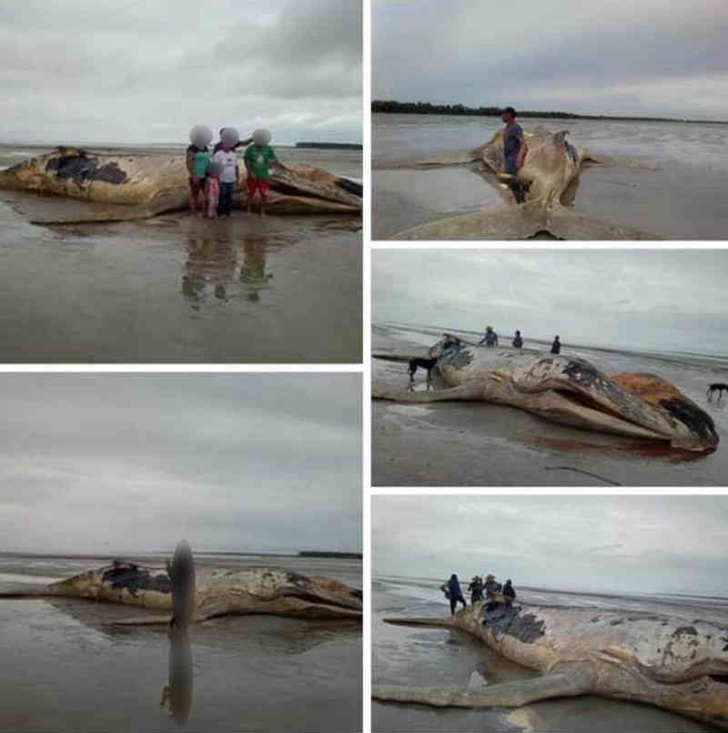 Pesquisadores confirmam primeiro caso de encalhe de baleia em arquipélago do AP