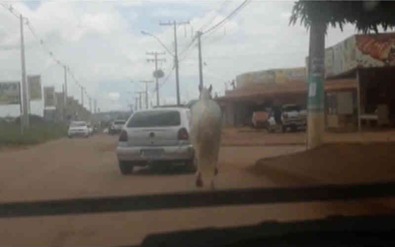Vídeo mostra carro puxando cavalo em rua de Valparaíso de Goiás, GO