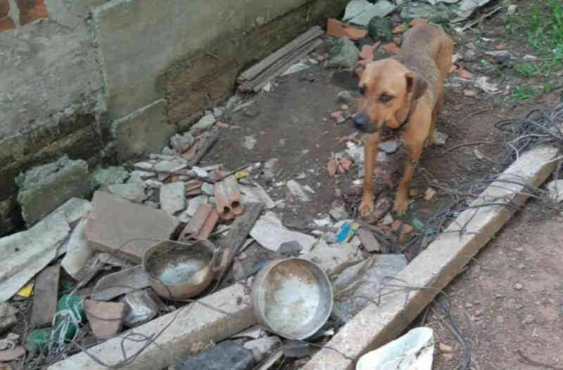 Cadela sem comida e água à disposição e amarrada em corrente de 80cm é resgatada em Estância Velha, RS