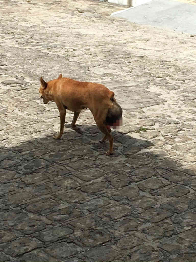 Moradores do Raimundinho pedem ajuda para operar cadela com possível tumor em Penedo, AL