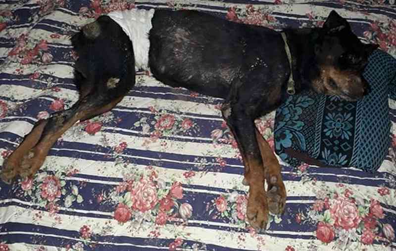 Sem denúncia, Polícia Civil não começa a investigar caso de cachorro enterrado vivo na Barra de São Miguel, AL