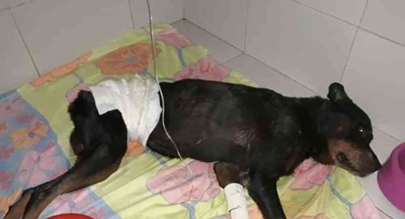 Morre ‘Dogão’, o cachorro resgatado após ser enterrado vivo em Alagoas