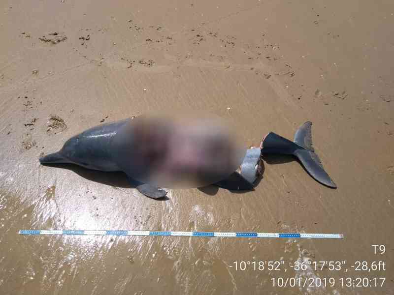 Golfinho é achado em pedaços em praia de Feliz Deserto, Alagoas