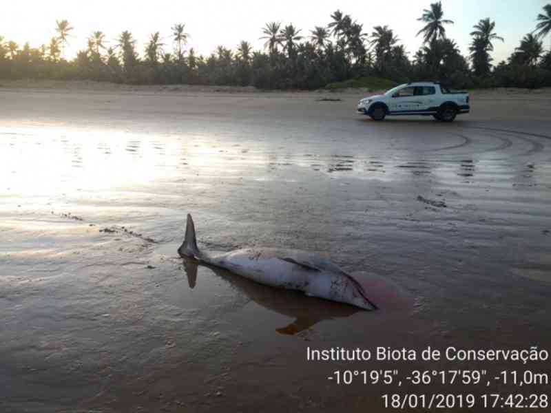 Dois golfinhos são encontrados mortos e com sinais de rede em Feliz Deserto, AL