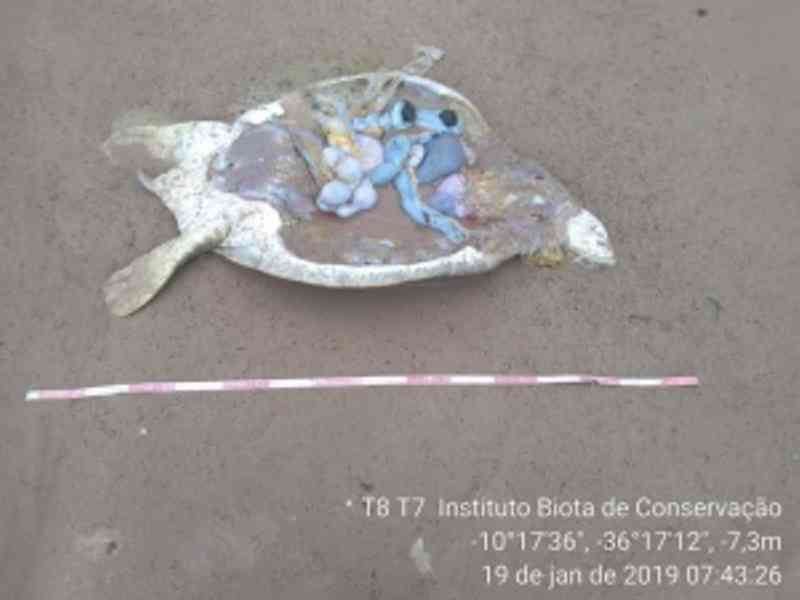 Tartaruga-verde foi morta para consumo humano em Feliz Deserto, AL