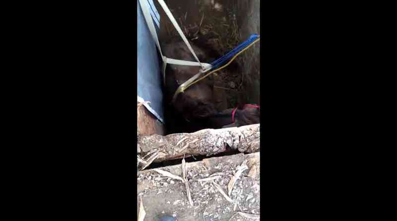 Cavalo é resgatado após cair em fossa em Maceió; veja vídeo