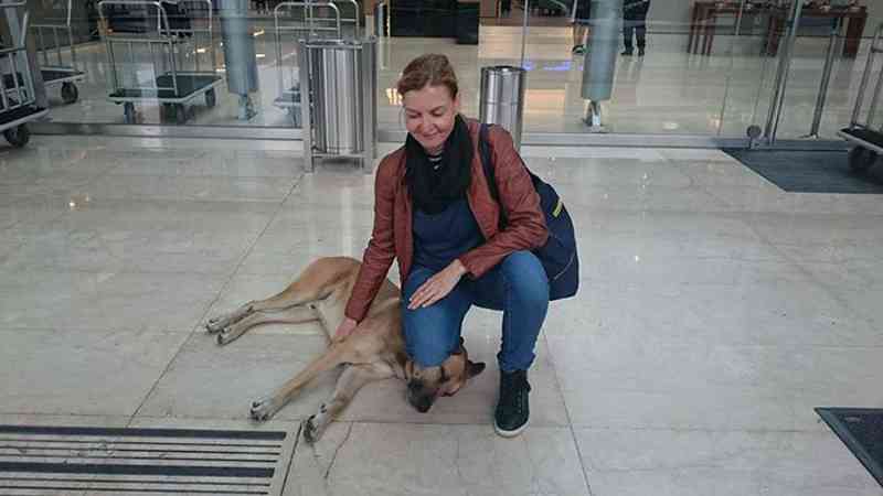 Aeromoça adotou um cachorro que sempre estava esperando por ela na porta do hotel