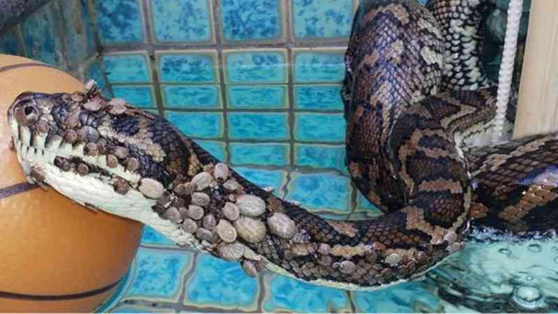 Cobra encontrada com 511 carrapatos passa por tratamento para anemia na Austrália