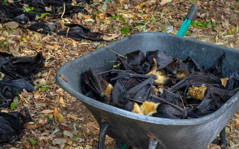 A onda de calor que matou um terço dos morcegos-raposas da Austrália