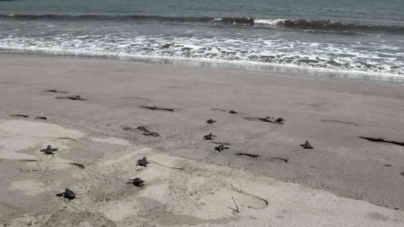 Mais de 109 mil ninhos de tartaruga durante última época de desova em Cabo Verde