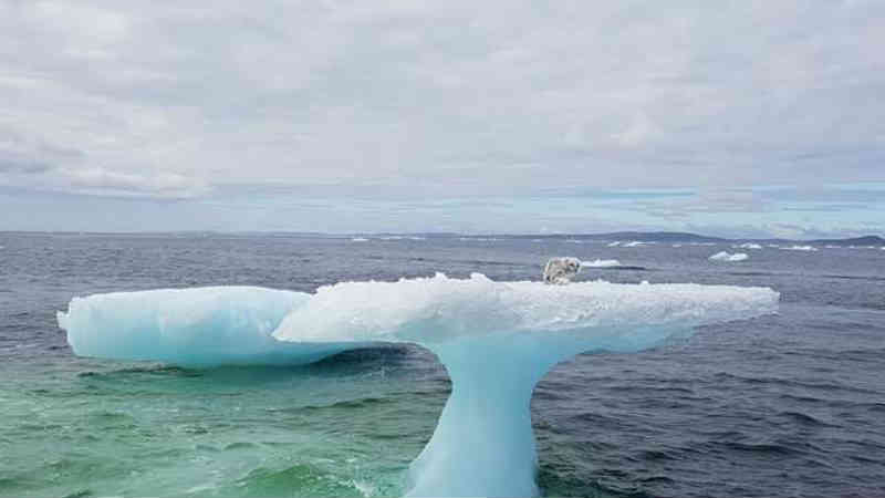 Pescadores notam alguém estranho preso em um iceberg no meio do oceano