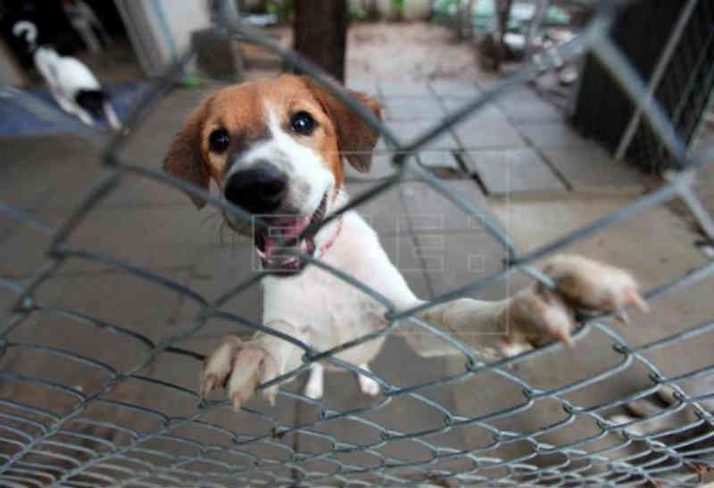 ONG sul-coreana protetora dos animais é denunciada por sacrifício de cachorros