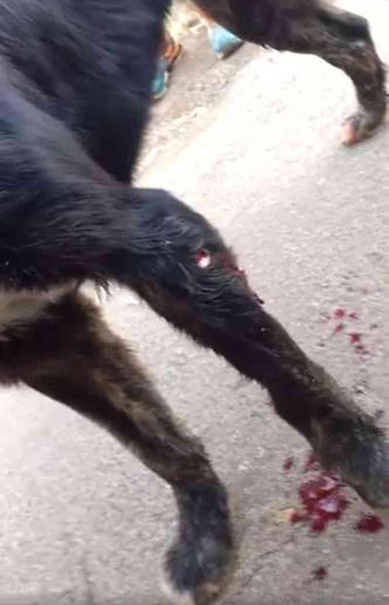 Policial atira em cachorro e alega defesa, mas internautas se indignam