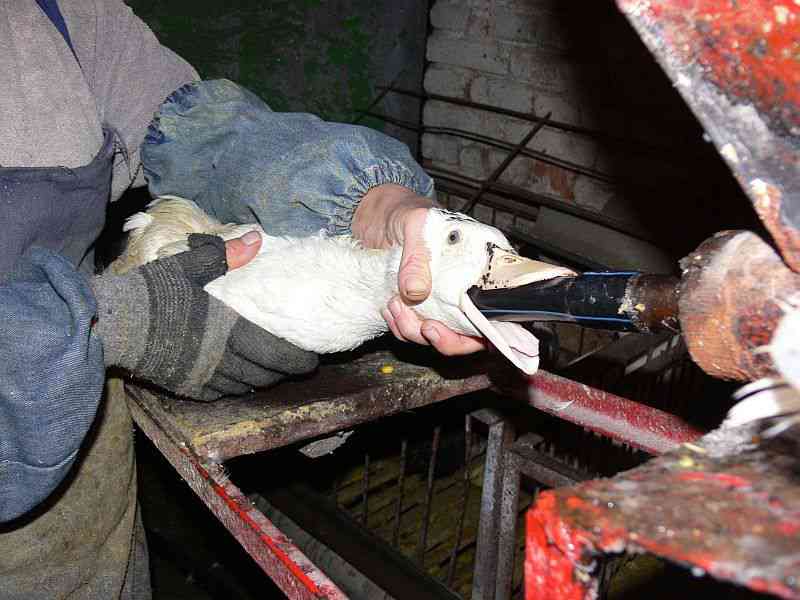 Amazon multada por vender foie gras de aves alimentadas à força na Califórnia, EUA