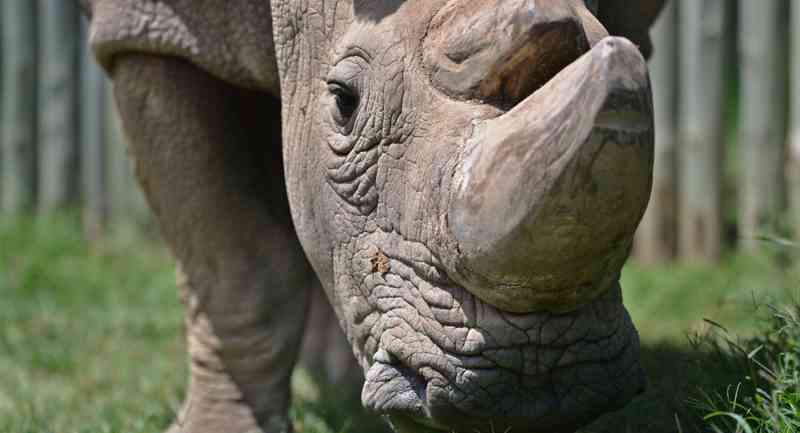 Criança cai em recinto com rinocerontes em zoo na Flórida, EUA