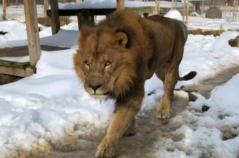 Leão escapa de jaula e mata funcionária em zoológico nos EUA
