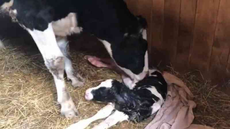 Vaca escapa de caminhão que ia a abatedouro e dá à luz