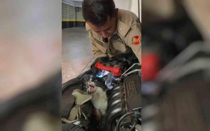 Gata fica presa em motor de carro e mobiliza bombeiros, mecânico e veterinária para resgate em Goiânia; vídeo