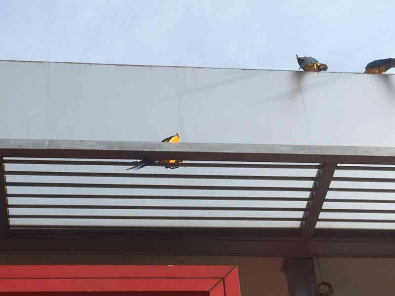 Araras acompanham resgate de ‘colega’ em telhado de loja de Rio Verde, GO; vídeo