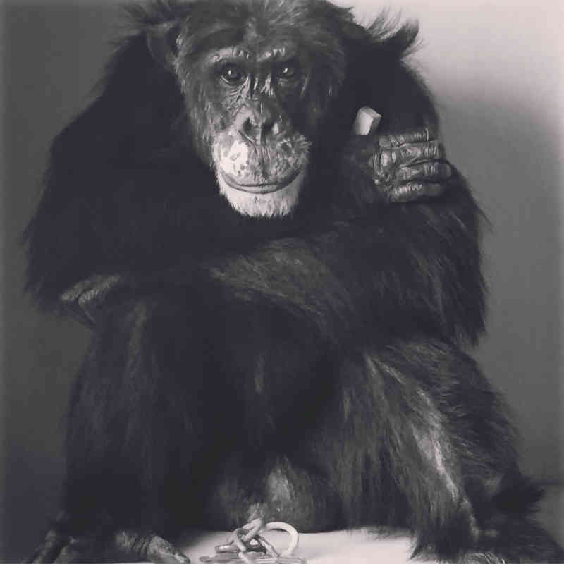 Imagem impressionante de chimpanzé resgatado de um laboratório fará com que você reconsidere como nos relacionamos com os animais