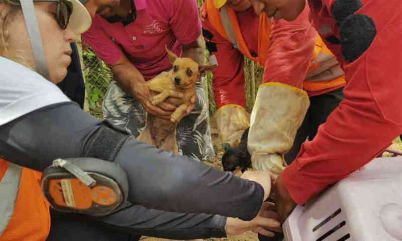 Veterinários retiram animais de casas evacuadas no vilarejo de Parque da Cachoeira, em Brumadinho, MG