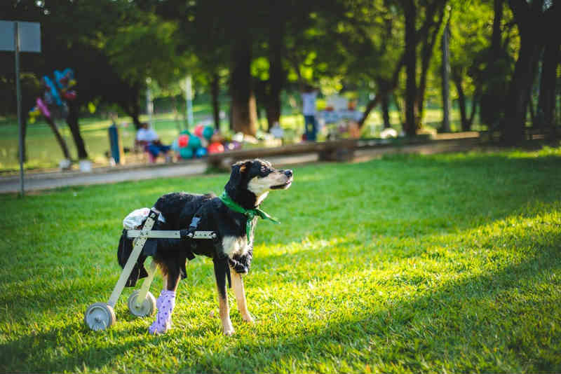 Cãozinho paraplégico estrela ensaio fotográfico em Montes Claros (MG) para conseguir um lar definitivo