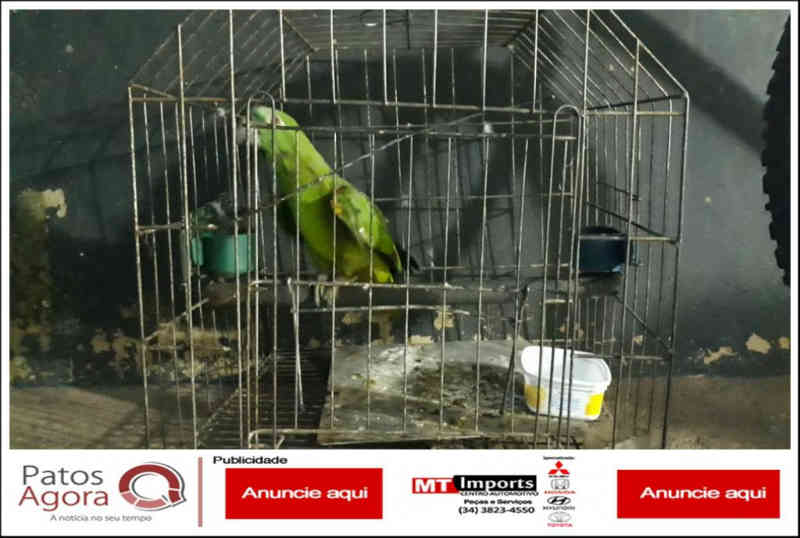 Idosa é detida e multada em mais de 2 mil reais por manter em cativeiro ave da fauna silvestre