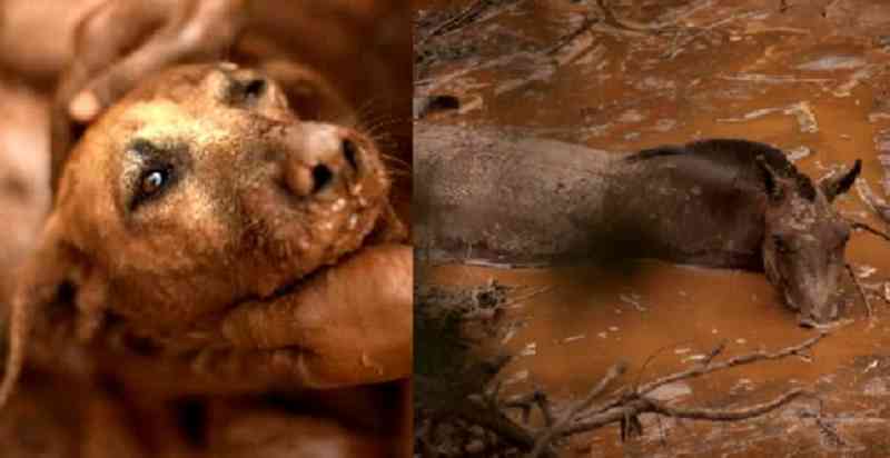 Fotos de animais na lama de Brumadinho correm o mundo e revoltam; veja