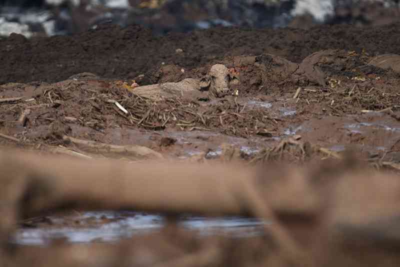 Barragem rompida: imagens mostram vaca presa na lama na região de Brumadinho, MG