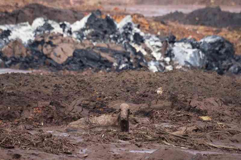 Animais atolados na lama estão sendo executados a tiros em Brumadinho