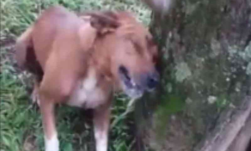 Homem espanca cachorro até a morte em Divinópolis (MG), grava em vídeo e causa comoção e revolta nas redes sociais