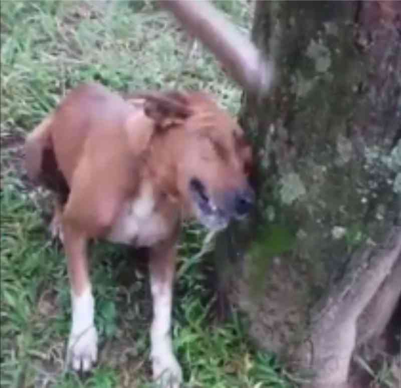 Homem espanca cachorro até a morte em Divinópolis (MG), grava em vídeo e causa comoção e revolta nas redes sociais