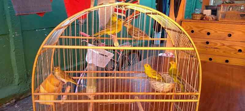 Polícia Ambiental flagra criação ilegal de aves silvestres em Ituiutaba, MG
