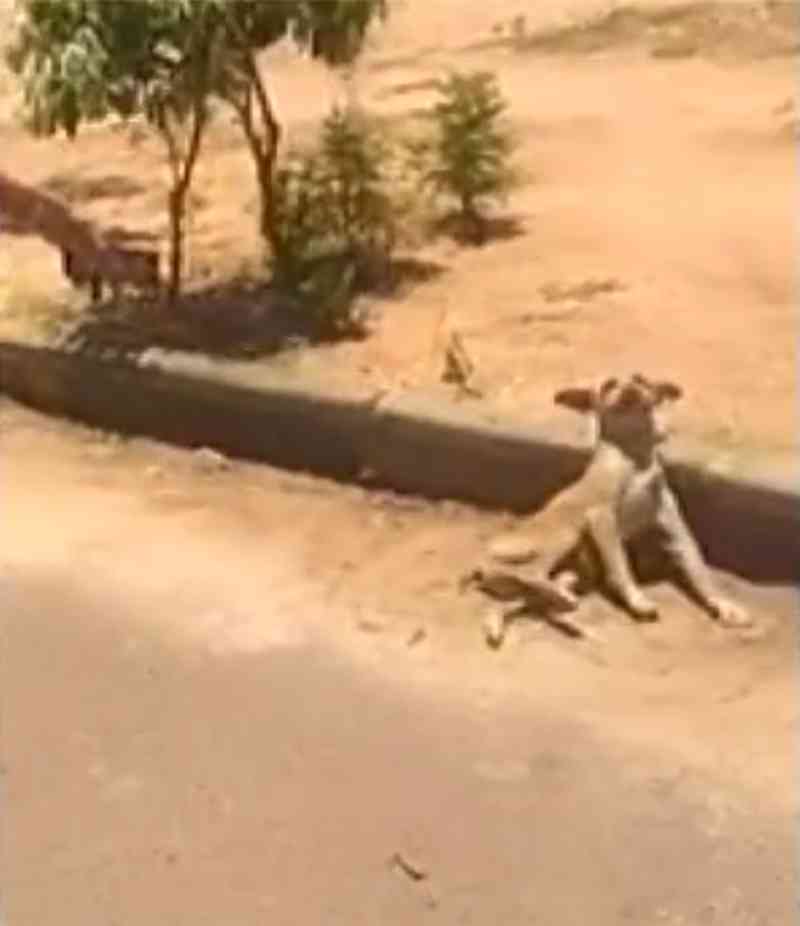 Gari que presta serviços à Prefeitura Pirapora quebra coluna de cachorro com chute e é preso; animal foi eutanasiado; veja vídeo