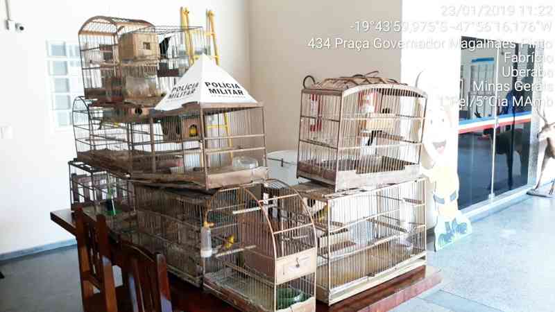 Homem é multado em R$ 28 mil por manter pássaros em cativeiro em Uberaba, MG