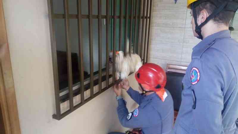 Cão preso em janela de residência é resgatado pelo Corpo de Bombeiros em Uberaba, MG