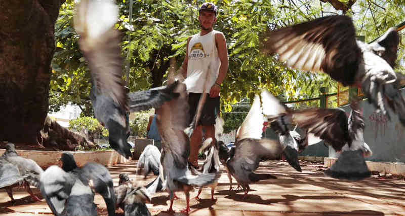 Alimentar pombos está proibido por Lei em Campo Grande, MS